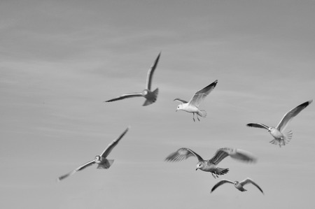 Monochromatic image of seagulls in motion.の写真素材