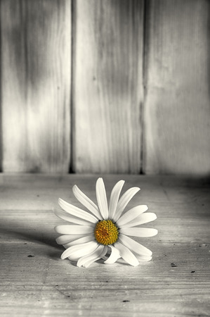 Single daisy resting on a wooden shelf.の写真素材