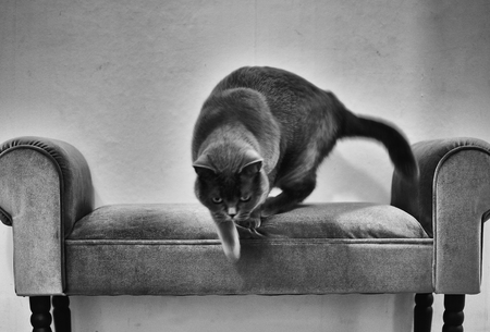 Artistic, grungy image in black and white of cat in motion blur jumping from sofa.の写真素材