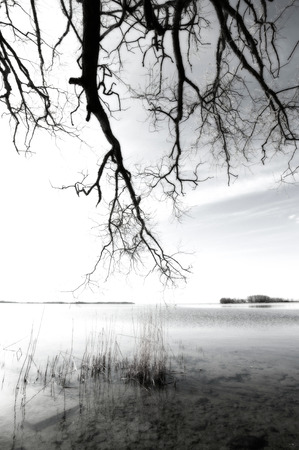 Artistic soft image with a monochrome tone to emphasize a early morning by the lake.の写真素材