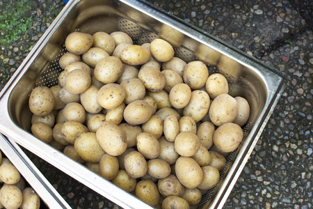 Fresh potatoes in a metal trayの写真素材