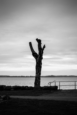 Black and white dark image of mutilated tree by the water.の写真素材