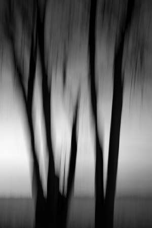 Abstract creative black and whitre image of trees in motion blur.の写真素材