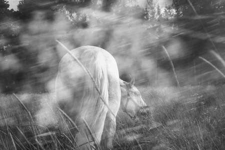Artistic black and white image of horse in grass fieldの写真素材