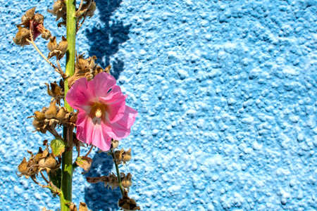 Pink hollyhock against blue wall in September with copy spaceの写真素材