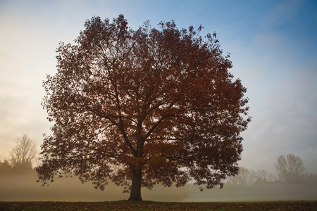 trees in autumn with fogの写真素材