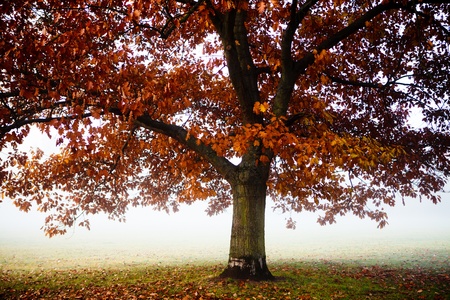 trees in autumn with fog