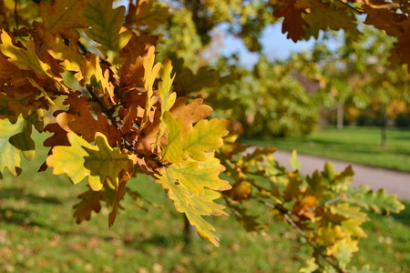 A branch of an oak tree in an autumn park.