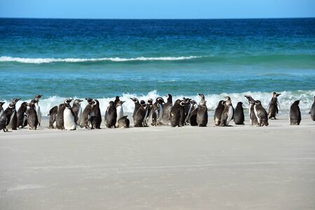 penguin on the beach walking to the huntingの写真素材