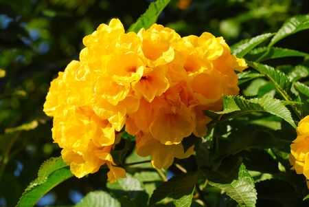 Bunch of yellow flowers with leaves