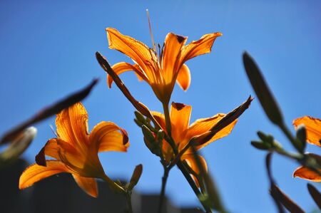 Orange flowers in blossom and blue sky backgroundの写真素材