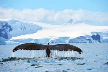 Whale tale in antarctica peninsula costの写真素材