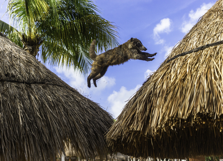 Coati Mundi Jumping Between Straw Hut Rooftopsの写真素材