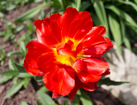 Red Flower in Gardenの写真素材