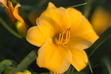 Close Up Macro Shot of Yellow Flowerの写真素材