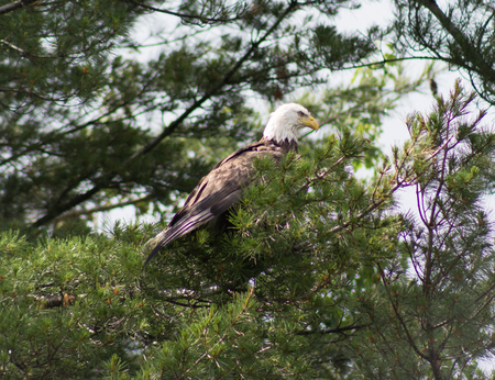 American Bald Eagle Perched in a Treeの写真素材