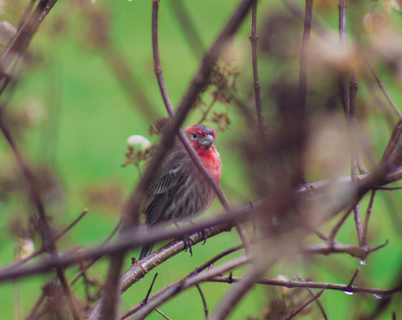Female Cardinal on Perch