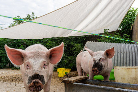 Pigs Drinking with Muddy Snoutの写真素材