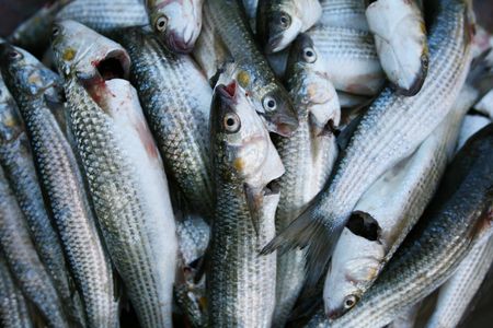 Much fresh fishes, grey mulletの写真素材
