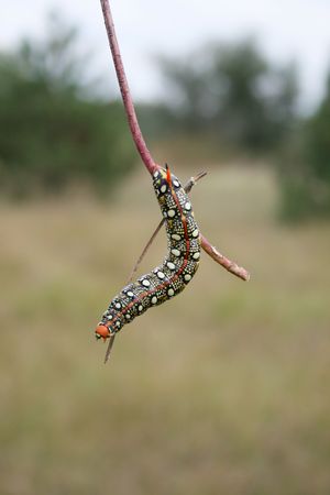 Beautiful caterpillar eating a leafの写真素材