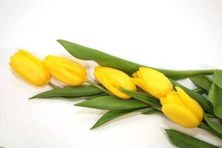 Yellow tulip studio shotの写真素材