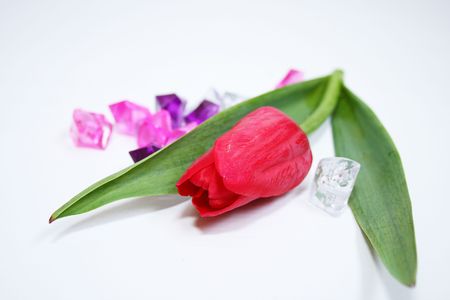 spring Beautiful red tulipsの写真素材