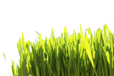 Green grass isolated on white background