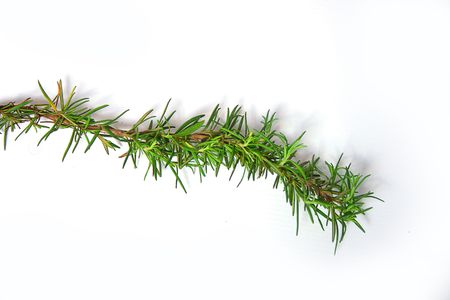 Fresh picked green rosemary herb twig (rosmarinus officinalis) isolated on white backgroundの写真素材