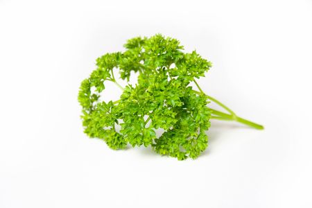 Parsley in front of a white backgroundの写真素材