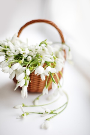 white snowdrops in a basket on white backgroundの写真素材