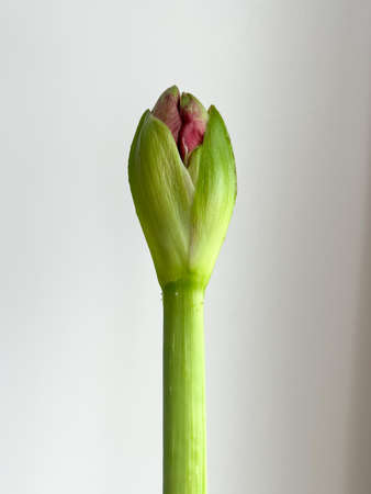 The buds of red Amaryllisの写真素材