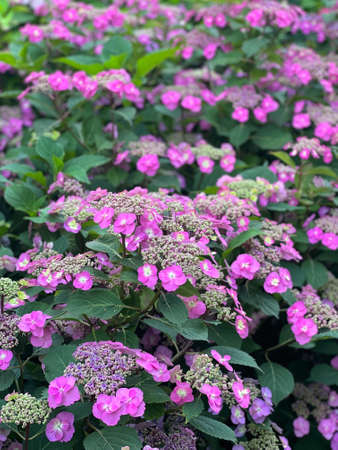 Blossoming pink hydrangea lit with the sun