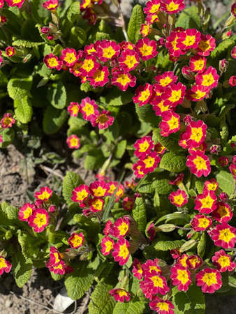 Primroses in spring. The beautiful colors primrose flowers garden