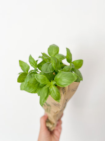 Pot of fresh sweet basil in handsの写真素材
