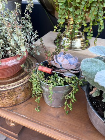 Various Succulents And Other Plants In Flower Pots On A Gardenの写真素材