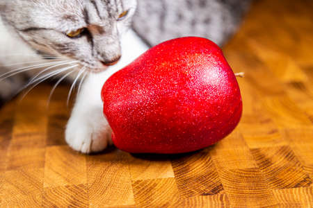 Young cat looking curios to a red apple. Kitten disturbing macro photography session. close up on a red Christmas apple and a cat faceの写真素材
