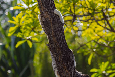 Little Kitten clim on a branch in the tree. Adorable cat in the trees and search for the next hunt. Beautiful female cat climb on branches. young kitten with black and white fur on a green treeの写真素材