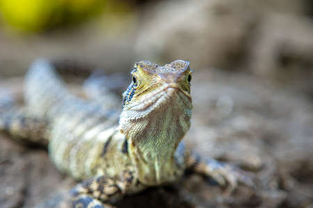 Closeup on a colorful lizard. colorful reptile in the Australia Zoo, Queensland, Sunshine Coast - The Home of the Crocodile Hunter. These saurian walking free around the zoo and playing modelの写真素材