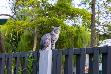 Domestic cat with black and white fur sits on the garden fence and enjoys the evening quietness. Female kitten observing the environment in the backyardの写真素材