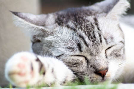 A young female cat sleeping on the floor. Close up portrait of a cat face. Macro photography of a small cute kitten sleeping on the floorの写真素材