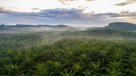 Aerial view Palm tree plantation from the sky at Pahang, Malaysia. Haze climb over the palm trees during sunrise. Fog from humidity soar through the branches. Sunrise in the backgroundの写真素材