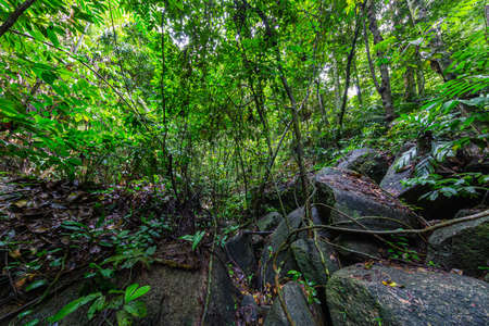 Rocks in the middle of the rainforest of Sumatra, Indonesia. Off trail in the green hell of the rainforest. In the middle of pure and untouched nature. Monkey sounds above and plenty of insects aroundの写真素材