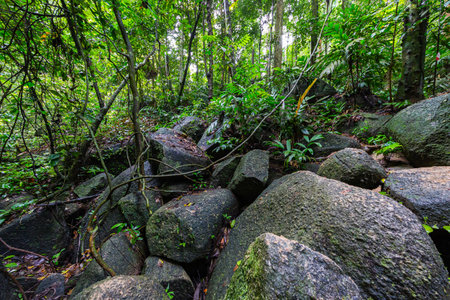 Rocks in the middle of the rainforest of Sumatra, Indonesia. Off trail in the green hell of the...
