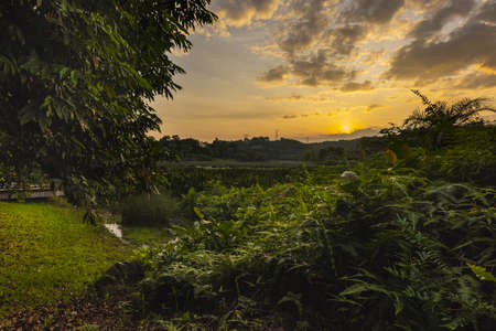 Sunset in a wetland park. The sun goes down behind the clouds in the sky and colors the scene in a mystical light. Sun rays reflect on the leaves of the bushes. Lush vegetation in a tropical wetlandの写真素材