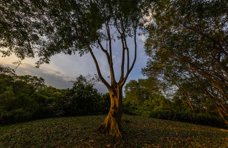 A single deciduous tree in a clearing in the sunset. The rays of the sun on the bark of the tree...