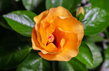 Close up to a hibiscus flower. A yellow orange hibiscus flower, just after opening.  Detailed macro photography after the hibiscus flower blooms, with the green leaves. The Malaysian national Flowerの写真素材
