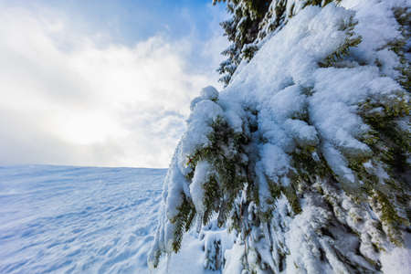 Snowy winter landscape at east german mountain Erzgebirge. At the peak of the Fichtelberg in winter time. Trees carrying a lot of snow on their branches. Blue sky in the highest mountain east Germanyの写真素材