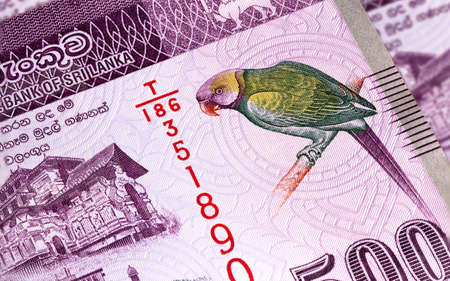 Macro photography of 500 Sri Lanka Rupee or Rupie. Paper currency of the republic Sri Lanka. Money of the island country. Close up to the colorful Sri Lanka Layard's parakeet on the front of the noteの写真素材