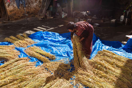 Bhutan - October 23, 2021: Bhutanese woman in traditional dress lays out hay to dry. In a small village in the backyard of a farm in Bhutan. The straw is used to insulate houses or as animal feedのeditorial素材