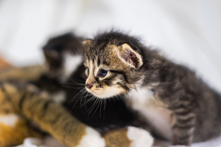 Very young little kitten on white background looks curious at the camera. Baby carton white fabric....